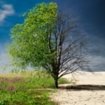 A tree between two types of climates demonstrating climate change and prolonged weather patterns.