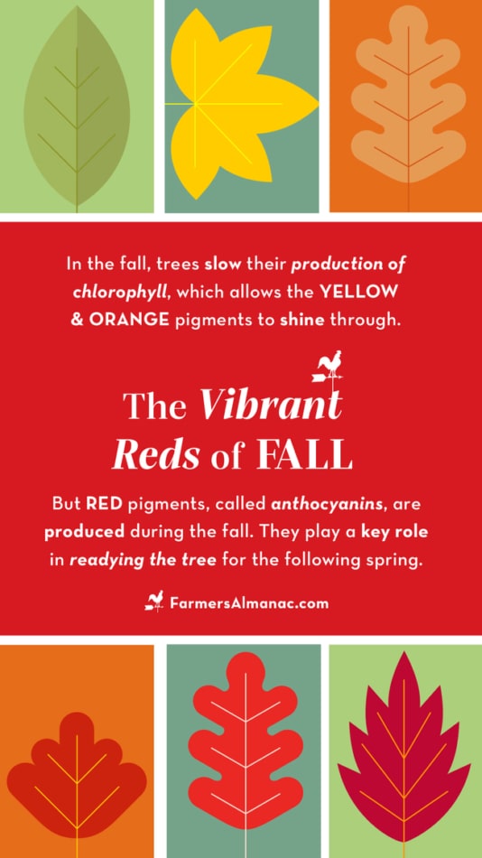 An explanation of why leaves change color in the fall.