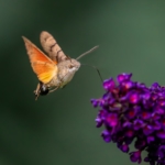 A hummingbird moth hovering over a flower.