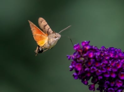 Learn More About Hummingbird moths featured image