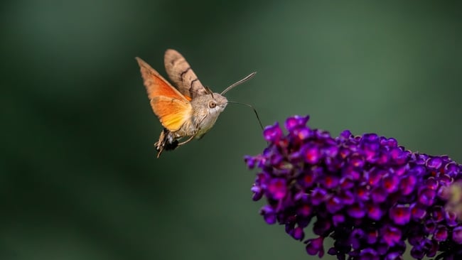 A hummingbird moth hovering over a flower.