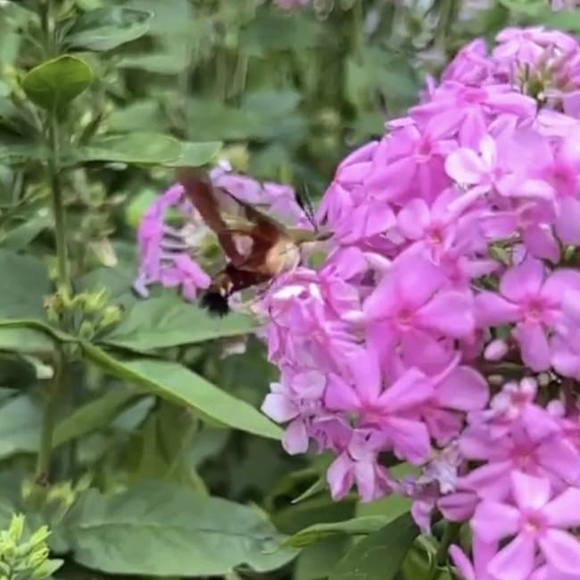 A hummingbird moth submitted by a reader in New Jersey.