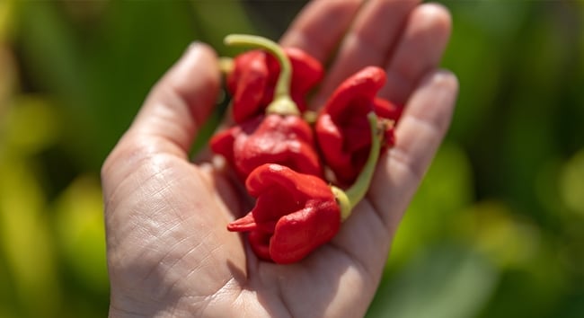 The Carolina Reaper is considered the hottest pepper in the world. 