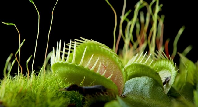 Carnivorous plants can devour small rodents. 
