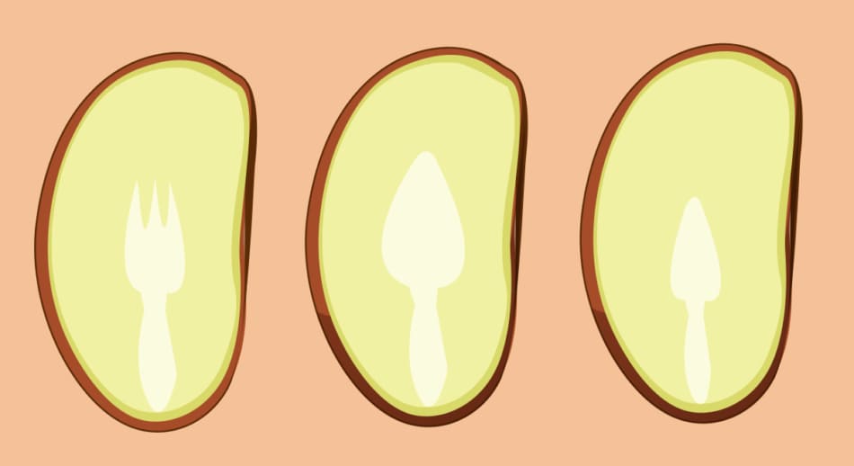 Persimmon forecast illustration.