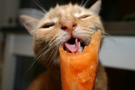 A cat eating cantaloupe.