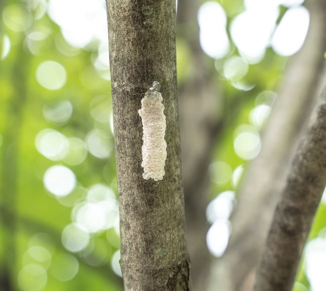 Destroy any spotted lanternfly eggs you come across to help stop the spread of them. 