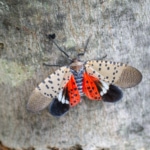 a spotted lanternfly with its wings open.