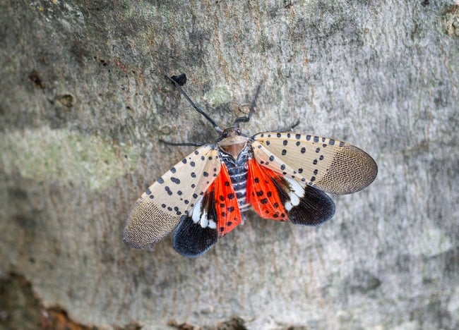 a spotted lanternfly with its wings open.