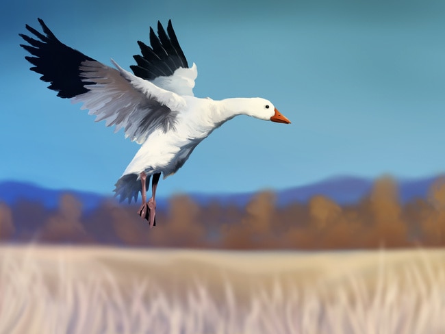 Snow goose represents cooperative relationships and empathy.