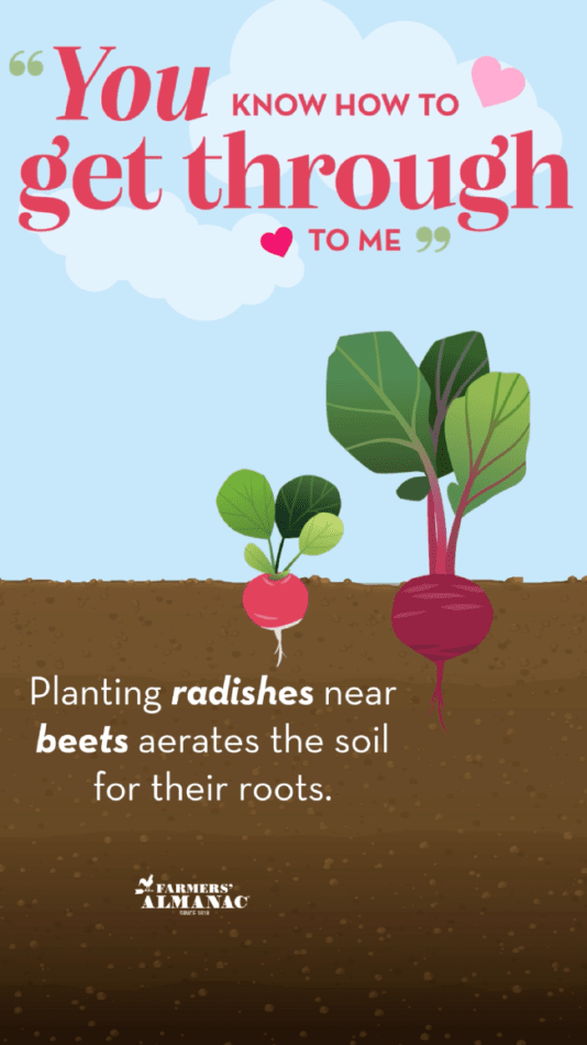 Companion plants beets and radishes.