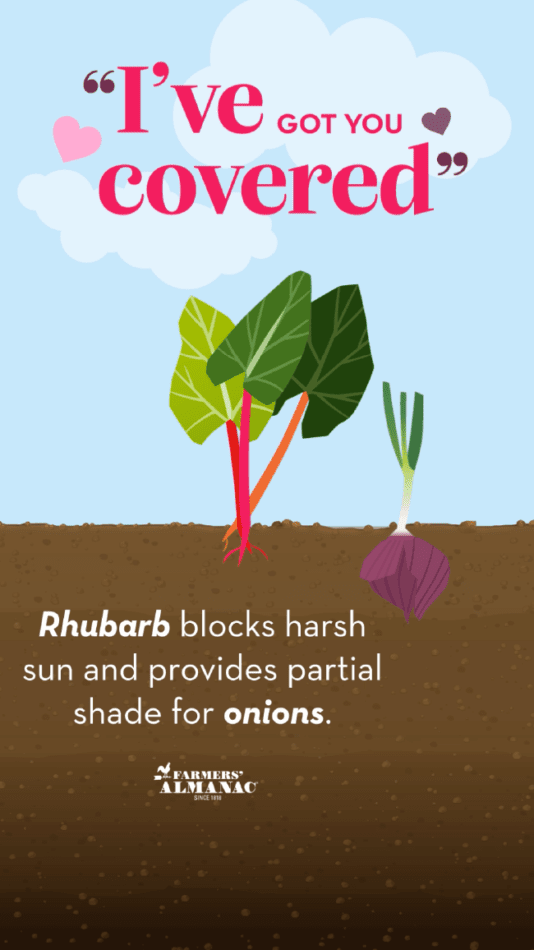 Companion plants rhubarb and onion.