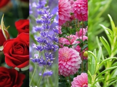 Companion planting with flowers.