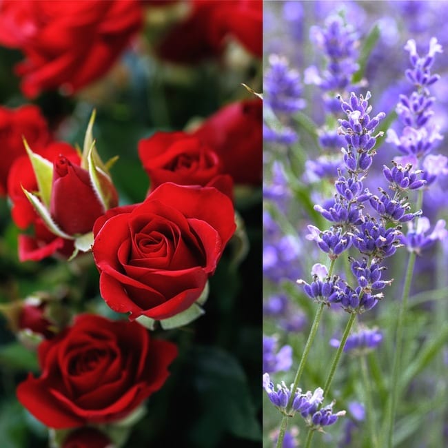 Companion planting roses and lavender.