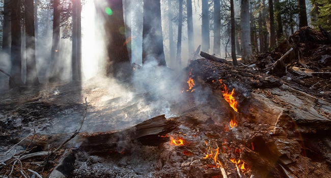 Prevent wildfires from spreading with water nearby.