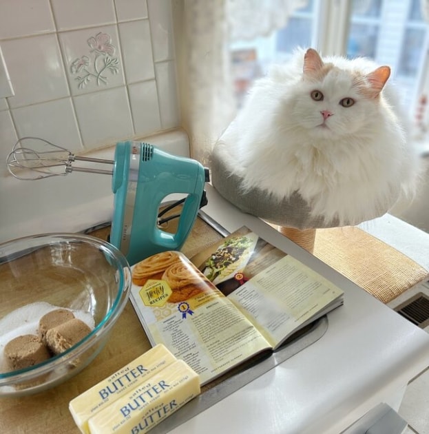 Best Days To Wash Your Cat Farmers' Almanac