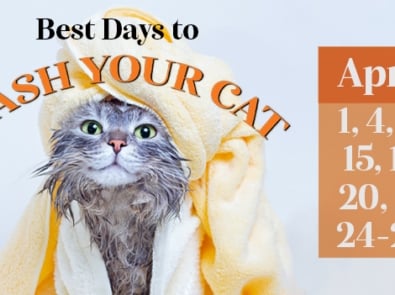 Best Days To Wash Your Cat featured image