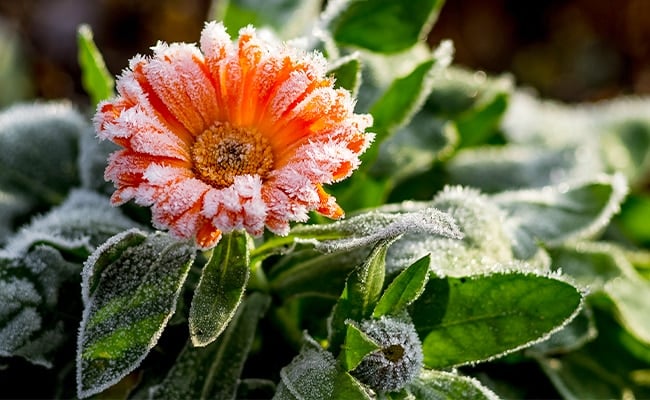 Average Frost Dates - Farmers' Almanac - Plan Your Day. Grow Your Life.