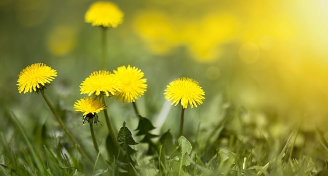 Dandelions are plants that predict the weather.