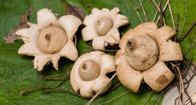 Earthstar fungi open up in damp conditions.