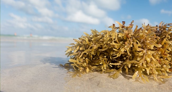 Seaweed is plump when it is humid.