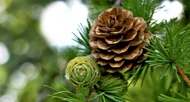 Pinecones and dandelions open when it is dry outside.