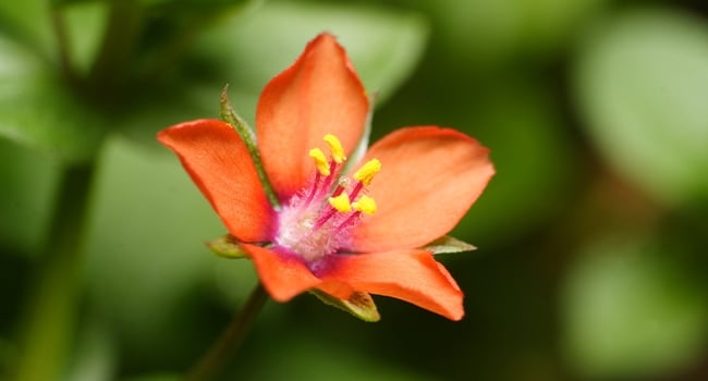 Scarlet Pimpernel and Dandelions close up in the rain.