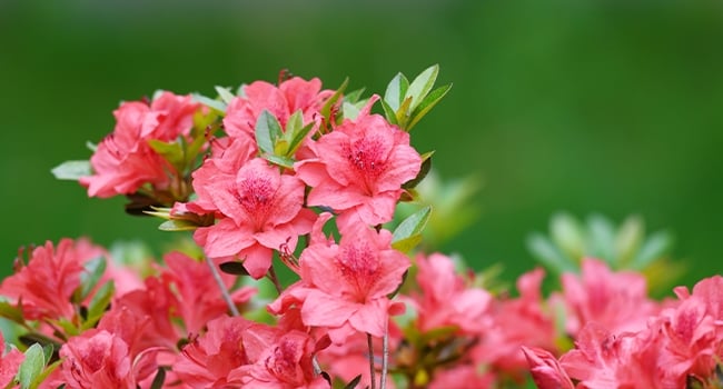 Rhododendrons are plants that predict the weather.