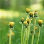 Dandelions are plants that predict the weather.