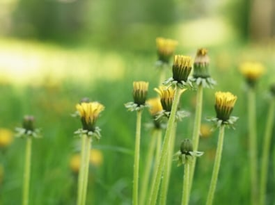 Dandelions And 5 More Plants That Predict The weather featured image