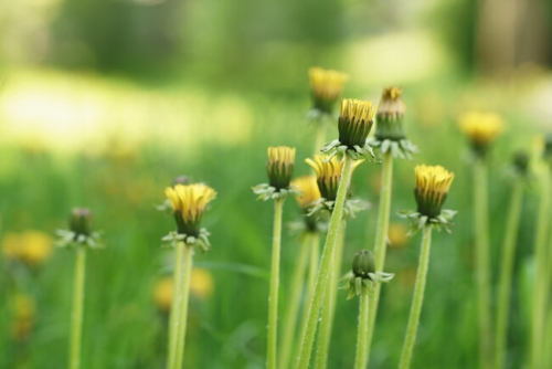 Dandelions are plants that predict the weather.