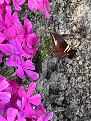 IMG_4100.jpeg