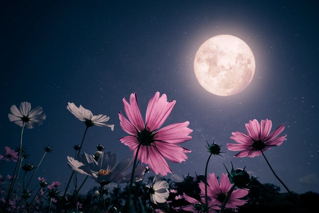 The Pink Full Moon In Libra Will Set Us Free