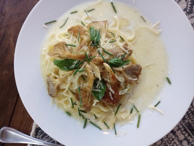 Oyster mushroom alfredo pasta.