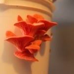 Oyster mushroom mushrooms.