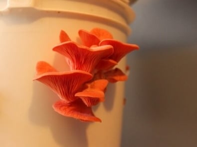 How To Grow Delicious Oyster Mushrooms featured image