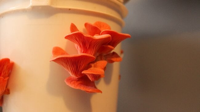 Oyster mushroom mushrooms.