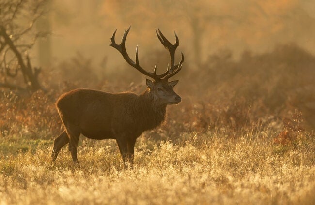 July Full Moon is traditionally known as the Buck Moon.