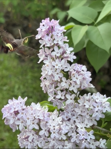 IMG_8232.jpeg