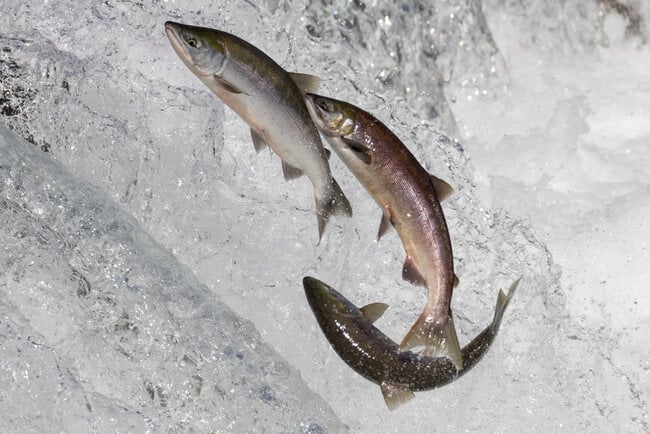 July full Moon is the Salmon Moon for American Indians in Alaska.