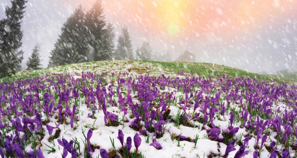 First day of spring with crocus and snow.