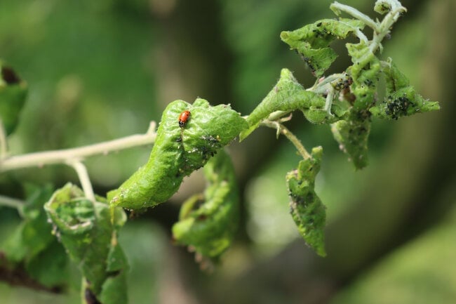 Aphids being eaten by a ladybug.