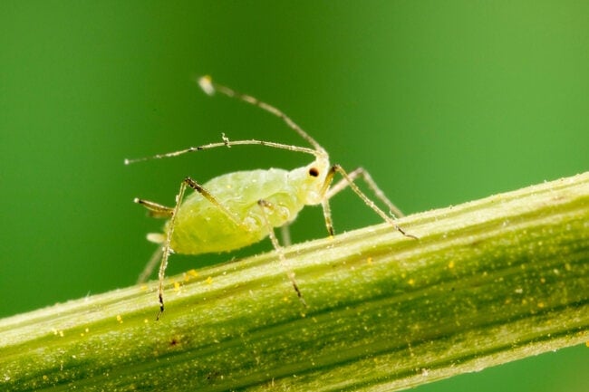 An aphid crawling on a stem.