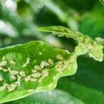 Aphids on plants.