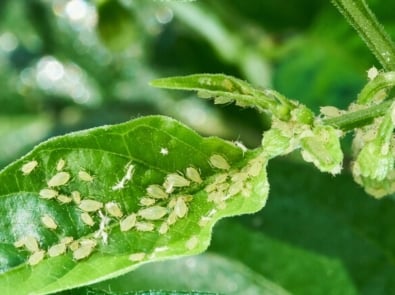 How To Get Rid Of Aphids On Plants featured image