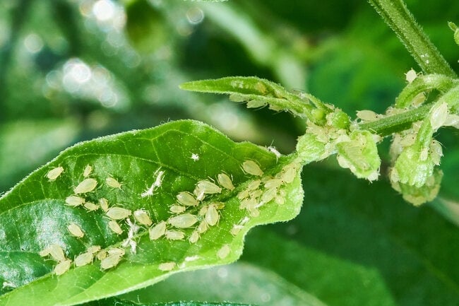 Aphids on plants.