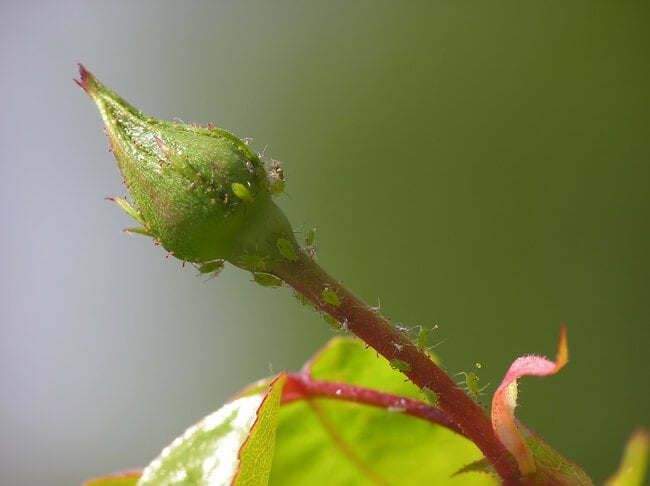 Aphids on a rose bud.