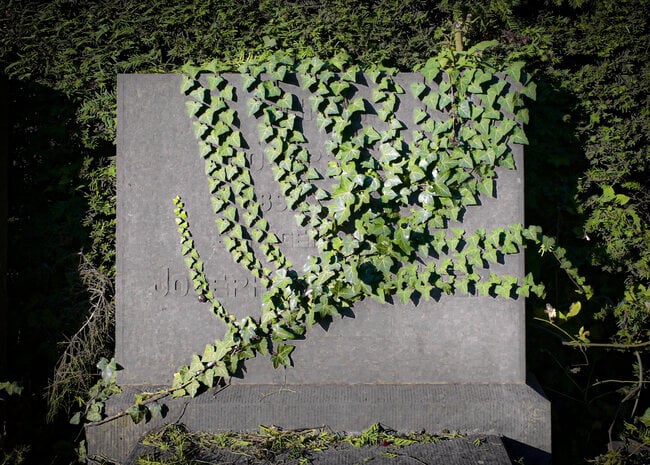 Gravestone with plants growing on it.