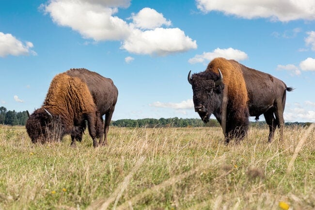 A June full Moon alternative name is Buffalo Moon.