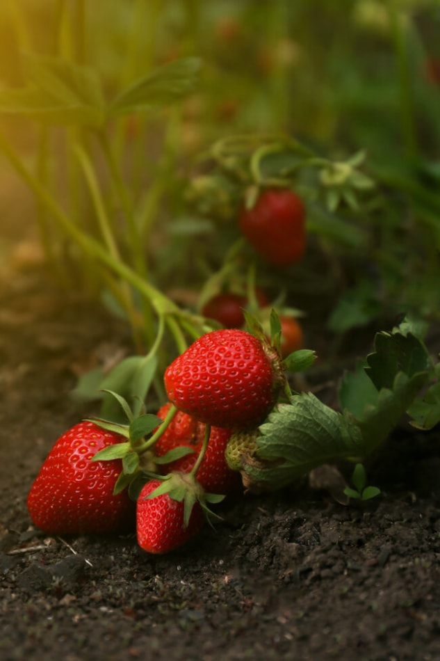 Strawberry Moon and alternative berry names.